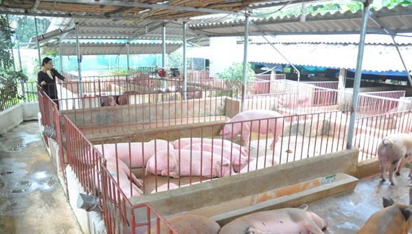 Chuồng nuôi lợn được thiết kế nửa kín, nửa hở, giúp đàn lợn ấm áp vào mùa đông và mát mẻ, sưởi nắng ấm vào mùa hè. Ảnh: Dân Việt.