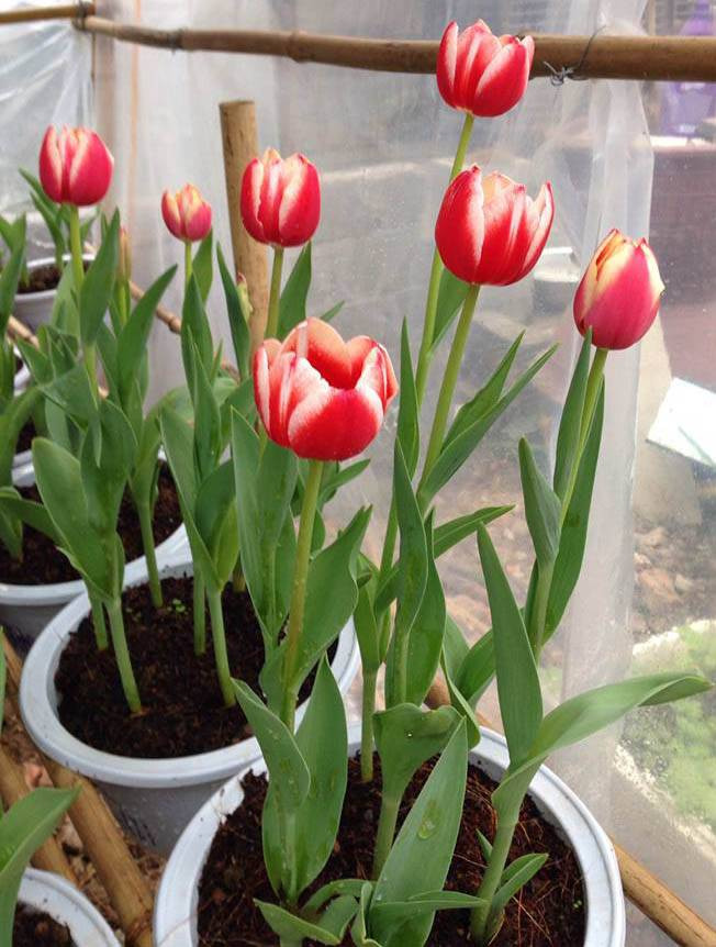 Có hình dáng, màu sắc đẹp nên hoa tulip là một trong những loại hoa rất được chuộng trồng để chơi tết. Ảnh: Happynest.