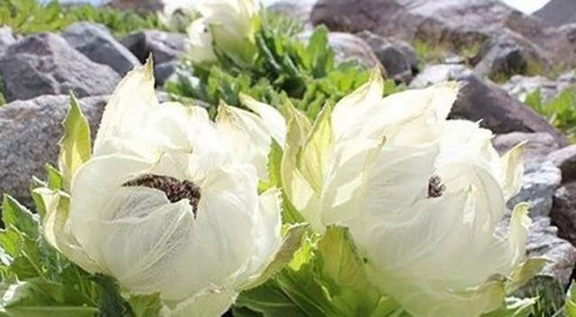 Hoa thiên sơn tuyết liên có giá tới 100 triệu đồng/kg cũng được giới nhà giàu Việt lùng mua về làm trà uống vì tin vào công dụng thần dược của chúng. Ảnh: Vietnamnet.
