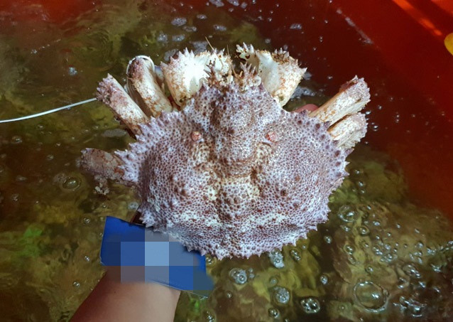 Ngoài ra còn có cua Ruby Alaska, giá từ 1,1 - 1,7 triệu đồng/kg. Ảnh: Hieuhaisan. Ảnh: Hieuhaisan.