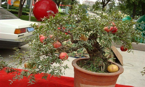 Lựu bonsai cổ kính với những chùm quả đỏ trông thích mắt. Ảnh: DHgate.