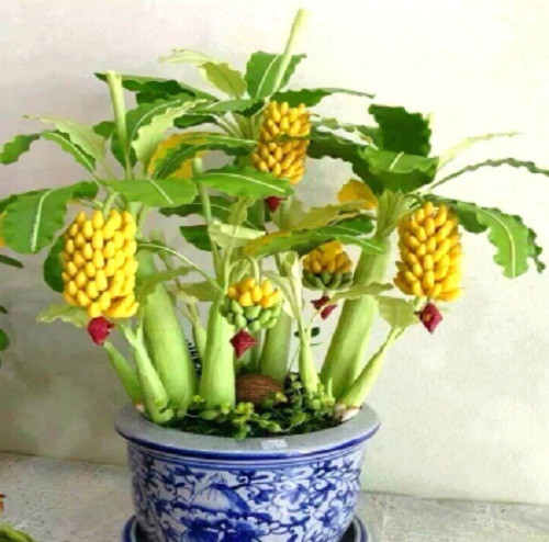 Một chậu chuối cảnh cho không gian nhà thêm mới lạ ngày đầu năm. Ảnh: AliExpress