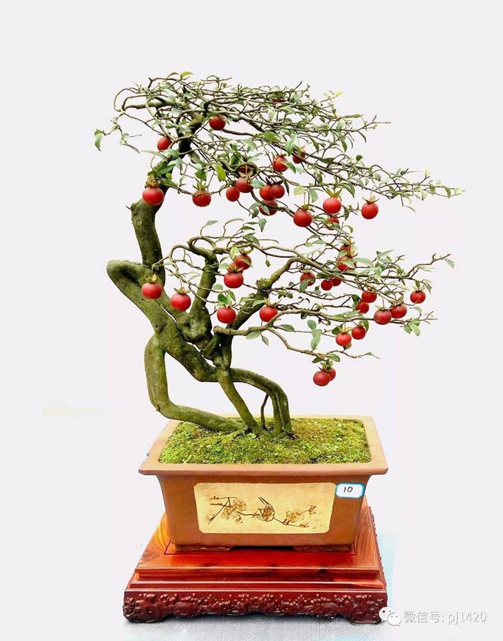Hồng bonsai dáng bạt phong lạ mắt. Ảnh: FB Gardener Nguyễn Hoàng Phong.