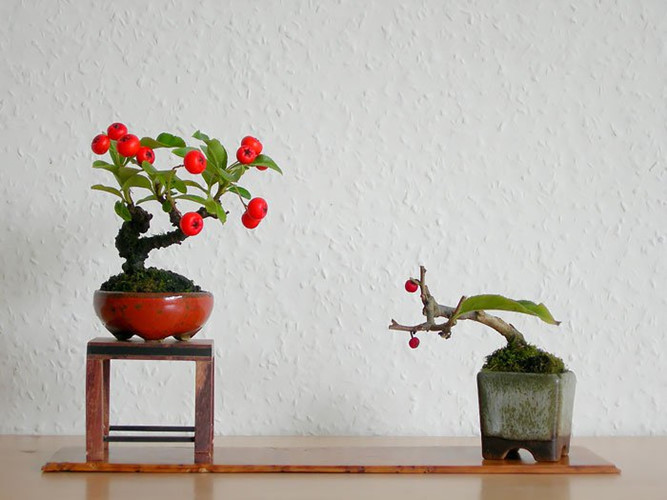 Bonsai táo gai (Sơn trà) mang ý nghĩa của "Niềm hy vọng". Ảnh: khoahoc.tv.
