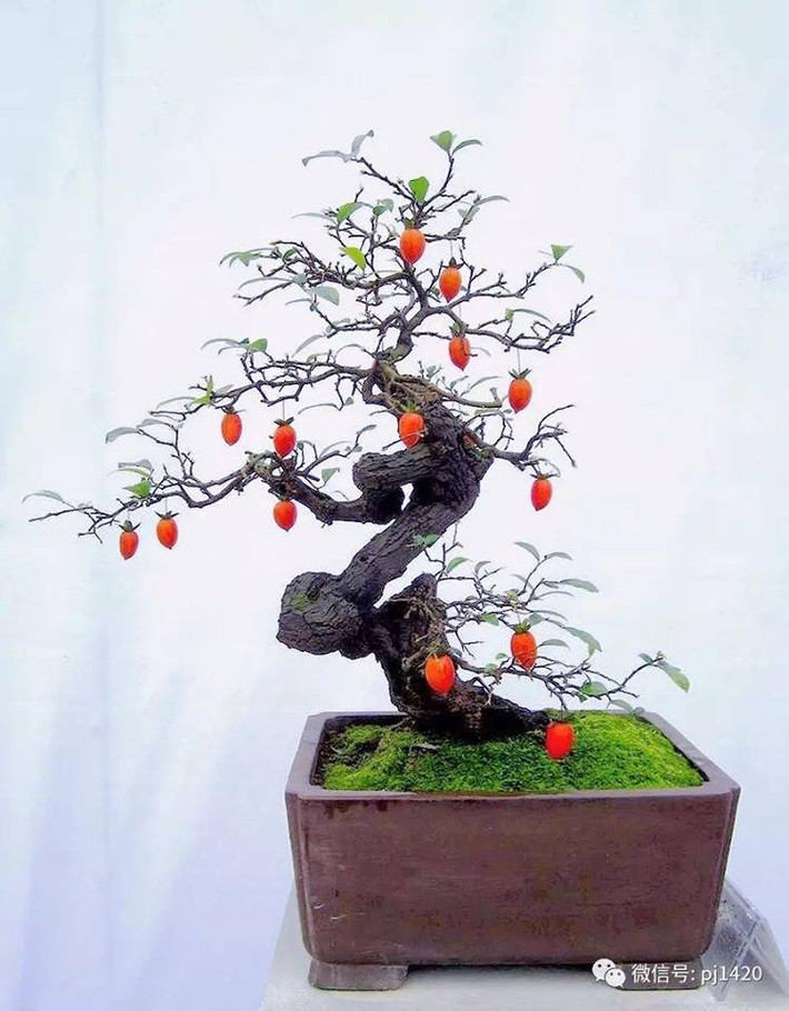 Là cây dạng thân gỗ nhỏ có thể tạo nhiều dáng thế khác nhau kết hợp quả màu vàng cam, đỏ, hồng giòn được các nghệ nhân uốn thành bonsai đẹp mắt trang trí nhà. Ảnh: FB Gardener Nguyễn Hoàng Phong.