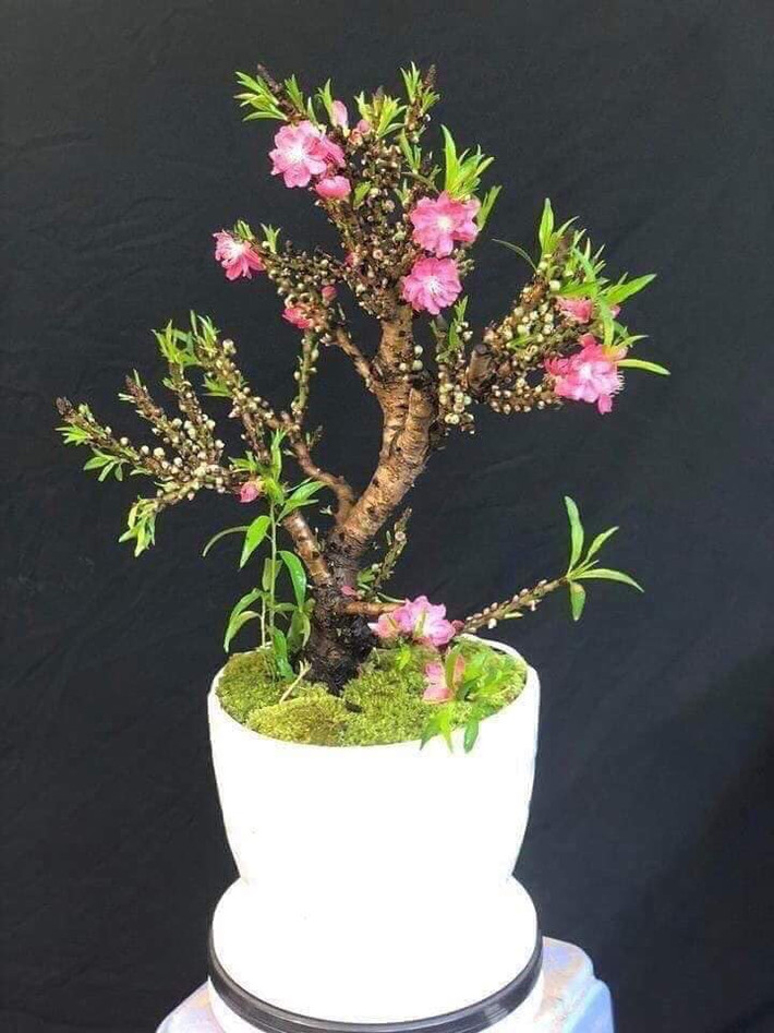 Chỉ còn nửa tháng nữa là đến Tết Nguyên đán, đào ghép Trung Quốc "đội lốt" đào Thất thốn đang được rao bán nhiều trên chợ mạng hay hè phố. Nếu không thận trọng, người mua rất dễ bị "hớ". Ảnh: FB Hoàng Thị Nhung.