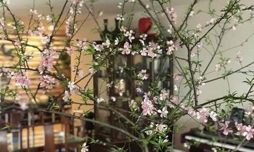 Trong khi đó, đào rừng thường đặt ở không gian rộng như giữa phòng khách để khoe hết vẻ đẹp của thế đào. Ảnh: Khám phá.
