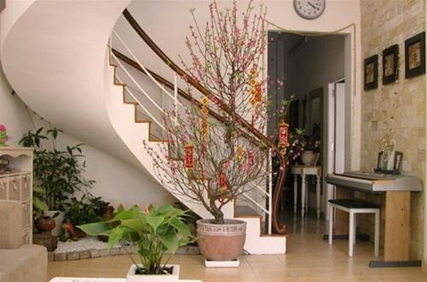 Đặt chậu đào duyên dáng dưới gầm cầu thang cũng khiến cho "góc chết" này thêm sống động, rực rỡ. Ảnh: Giadinhnet.