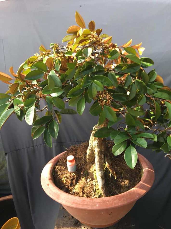 Vú sữa Lò Rèn hoa đầy cành được chủ nhân rao bán với giá gần 4 triệu đồng. Ảnh: FB Bonsai Tâm.