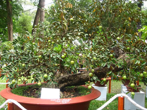 Vú sữa dáng nghiêng sai trĩu quả. Ảnh: Kynguyenxanh.