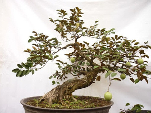 Cây vú sữa sống được trên nhiều loại đất, tuy nhiên thích hợp nhất là đất phù sa. Ảnh: Nhavuonkhanhvo.