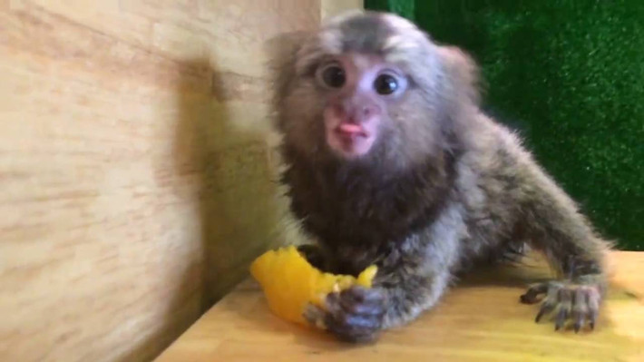 Đến năm 2010, một con khỉ Marmoset "đã thuần" được rao bán với giá khoảng 8.000 - 10.000 USD/con (tương đương 210 triệu đồng). Ảnh: Saostar.