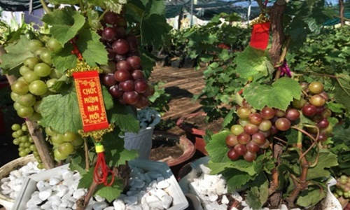 Để chuẩn bị cho Tết Nguyên đán Kỷ Hợi 2019, nhiều nhà vườn ở Ninh Thuận đã đầu tư trồng nho kiểng với màu sắc và hình dáng bắt mắt tung ra thị trường. Ảnh: Dân Việt.