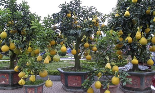 Vài năm gần đây, cây bưởi ghép phật thủ trở thành thú chơi cây cảnh được nhiều người lựa chọn trưng bày trong nhà dịp Tết. Ảnh: Tiền Phong.