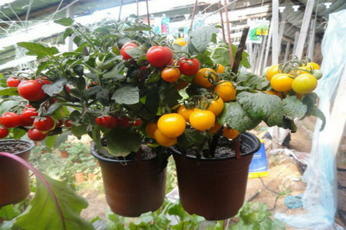 Cà chua bonsai xuất hiện từ lâu nhưng vẫn chưa khi nào hết "hot". Ảnh: Facebook.