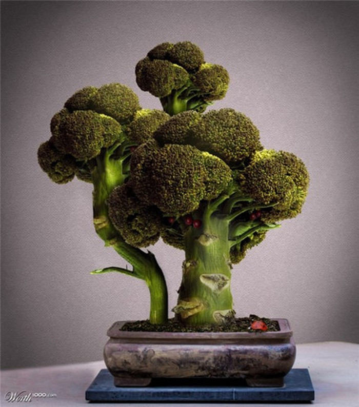 Hai cây súp lơ xanh được tạo hình thành bonsai để bàn đẹp mắt. Ảnh: Lifeofguangzhou.