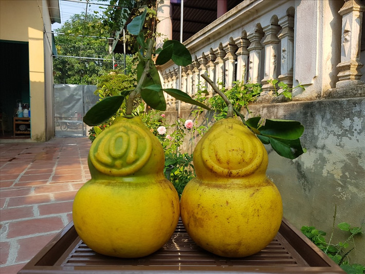 Những trái bưởi được định hình thành hồ lô và in chữ nổi Tài, Lộc đang gây sốt trong dịp Tết Nguyên đán năm nay dù giá lên tới cả triệu đồng. Ảnh: Lao động.