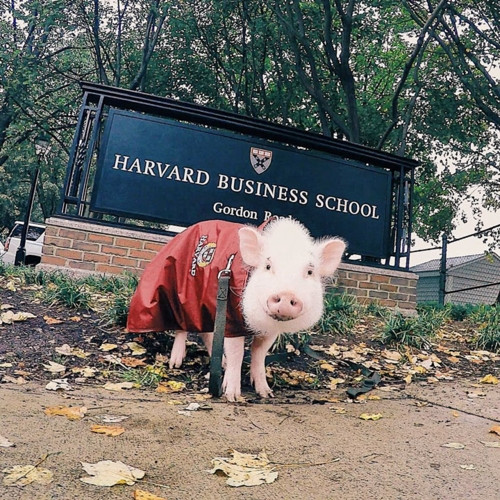 Christopher trong một lần ghé thăm đại học Harvard, Mỹ. Ảnh: Instgram.