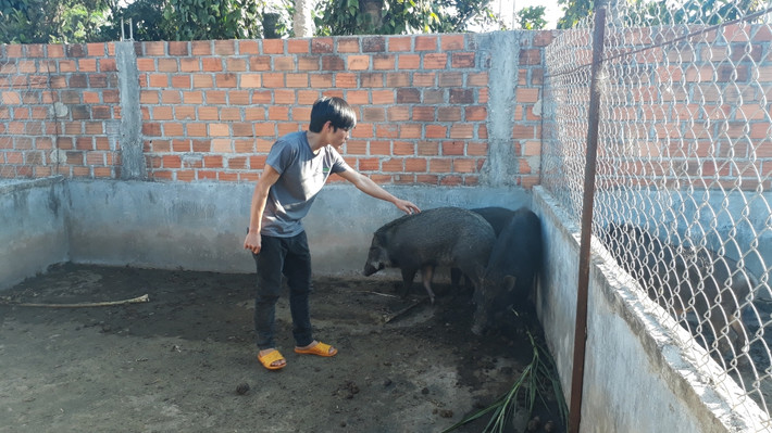 Bỏ công việc mới mức thu nhập ổn định, chàng thanh niên 9X Nguyễn Hữu Quân (xã Đăk Djrăng, huyện Mang Yang, tỉnh Gia Lai) về nhà bắt tay vào mô hình nuôi heo rừng lai. Ảnh: ĐSPL.