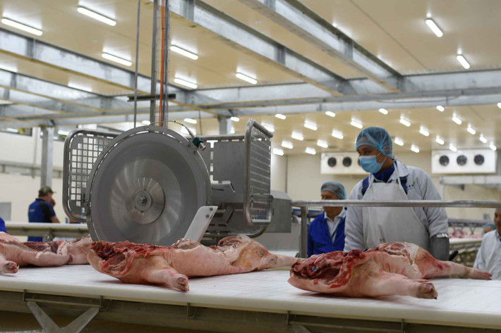 Đây chính là nguồn lợn để cung cấp cho nhà máy giết mổ lợn Meat tại Hà Nam của Massan. Ảnh: Dân Việt.