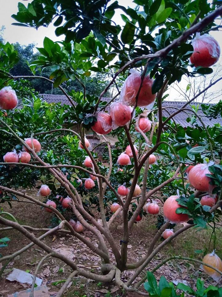 Phần lớn các chủ vườn đều nhận đơn đặt hàng sớm nhưng phải đến khoảng 23 tháng chạp mới bắt đầu hái và giao cho khách. Ảnh: Buoidotienvua.