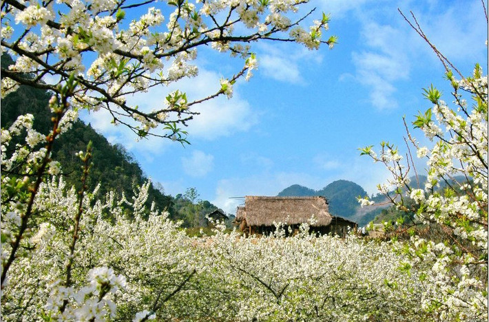 Giá tour du lịch Hà Nội - Mộc Châu dao động từ 1-2 triệu đồng, tùy vào khách sạn. Ảnh: DiVivu.