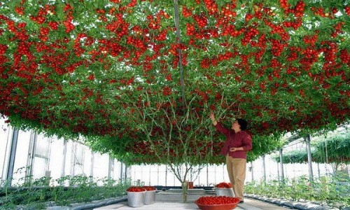 Heirloom Tomato, còn gọi là cây cà chua bạch tuộc có tán rộng khoảng 40 - 50 m2, cho chục nghìn quả mỗi lần thu hoạch. Ảnh: Oddity Central.