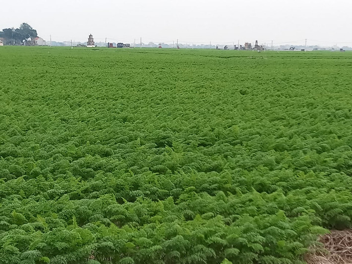 Thời gian đầu, cây cà rốt rất dễ bị sâu bệnh. Vì vậy, bà con phun thuốc phòng ngay khi cây mới lên.