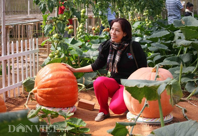 Khi đặt chân tới những nông trang, vườn hoa quả độc, lạ ở thành phố Đà Lạt, du khách mới cảm nhận hết được sự độc, lạ tại đây.