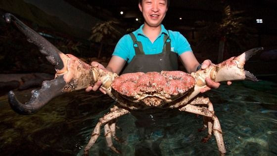 Cua khổng lồ Tasmania là một trong những loài cua lớn nhất thế giới, được tìm thấy ở vùng biển phía Nam nước Úc. Ảnh: Pinterest.