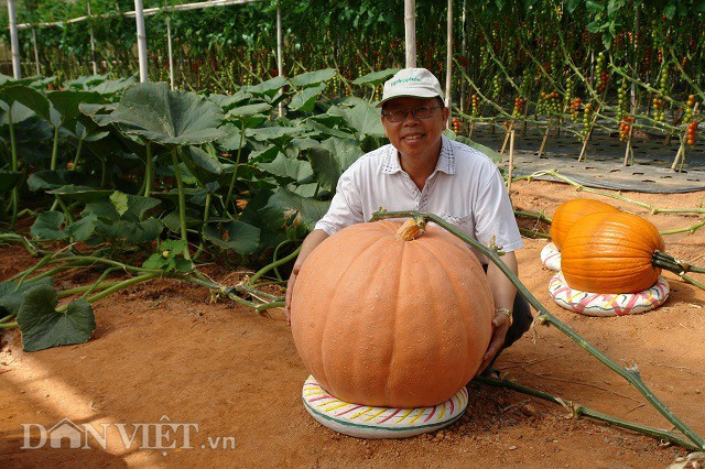 Hai trong số những khu vườn sở hữu nhiều loại củ quả độc, lạ không biết khiêm tốn và được khách tham quan thích thú nhất là khu vườn của ông Lê Hữu Phan (53 tuổi, Hồ Xuân Hương, Đà Lạt, Lâm Đồng) với những quả bí khổng lồ và anh Nguyễn Định (phường 8, TP. Đà Lạt) với giàn dưa hấu pepino treo lơ lửng và dưa leo Hà Lan dài vài chục cm.