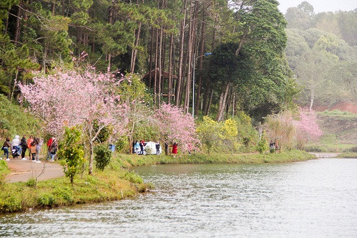 Những ngày giáp Tết với thời tiết se lạnh là thời điểm thuận lợi cho hàng trăm cây mai anh đào nở rộ. Ảnh: Dân Việt.