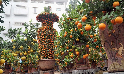 Anh Nguyễn Kim Thắng (Hoài Đức) đã trưng cặp quýt lộc bình "khủng" của nhà vườn mình trên phố từ đầu tháng 11 Âm lịch để khách tham quan và định giá.