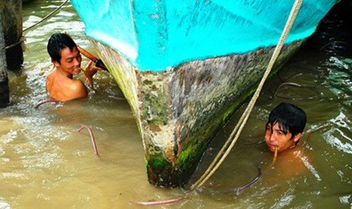 Họ phải lặn xuống dòng nước chảy xiết để cạo bỏ lớp hàu hay rong rêu bám kín dưới vỏ tàu. Ảnh: Tiền phong.