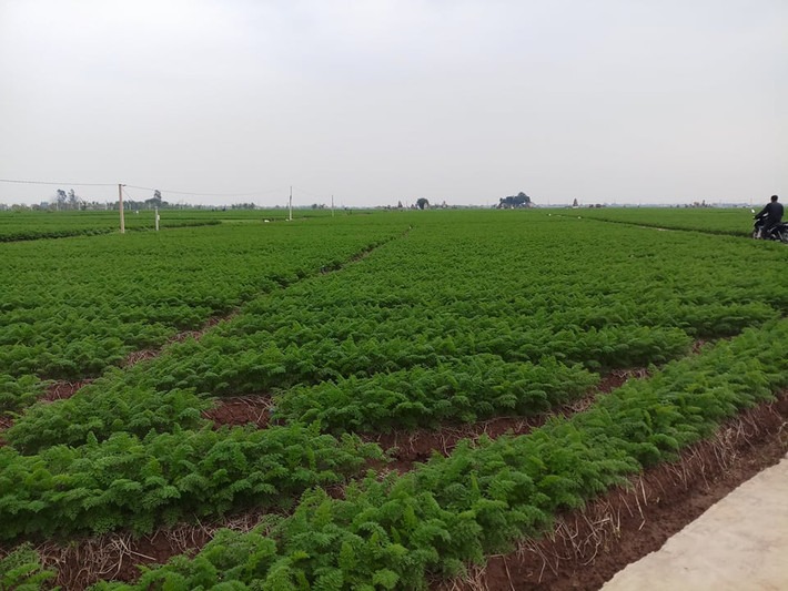 Sau khoảng 3,5 - 4 tháng, cà rốt bắt đầu cho thu hoạch.