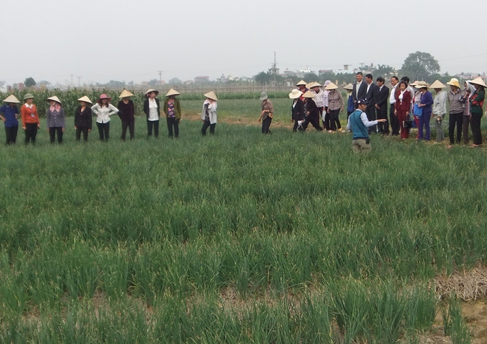 Với mức giá này, trung bình bà con thu được 13 - 15 triệu đồng/sào. Sau khi trừ chi phí, còn lãi 10 - 12 triệu đồng/sào. Ảnh: Khuyennongvn.