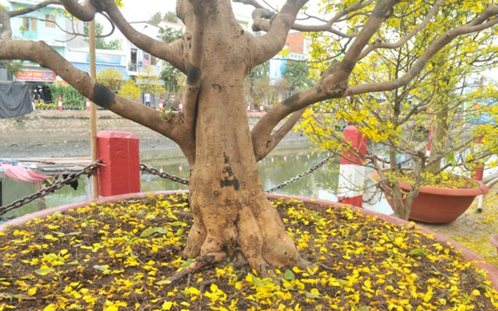 Cây mai cổ thụ này có cành, thân rất săn chắc (Ảnh: Dân trí)