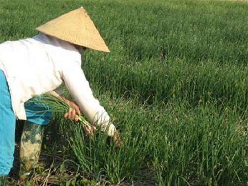 Do khan hàng nên vụ hành năm nay, nhiều thương lái đặt cọc từ trước. Ảnh: NĐH.