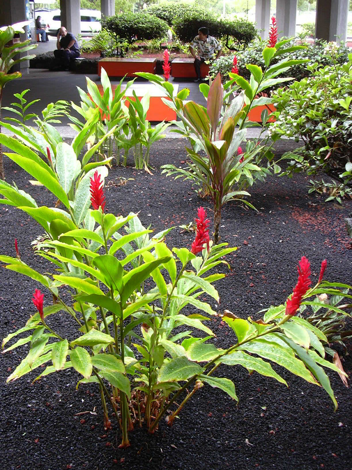 Hoa hạnh phúc có thể trồng trong vườn, làm tiểu cảnh đẹp mắt. Ảnh: The Lovely Plants.