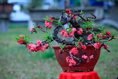 Hoa, cây cảnh là vật trang trí không thể thiếu trong mỗi gia đình người Việt ngày Tết. Vì vậy, nó cũng trở thành món quà Tết ý nghĩa được nhiều người lựa chọn. Ảnh: Vietq.