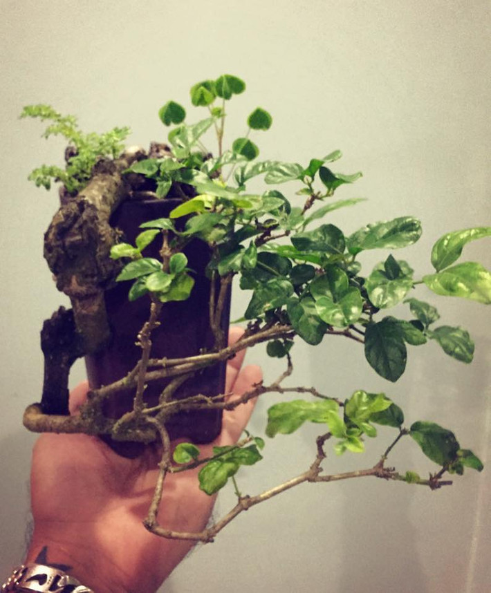 Nhài bonsai dáng thác đổ. Ảnh: FB Pham Hung.
