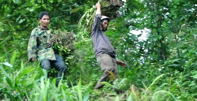 Không ít người bị thương vì ngã khi đi lấy lan rừng. Ảnh: Baoquangngai.