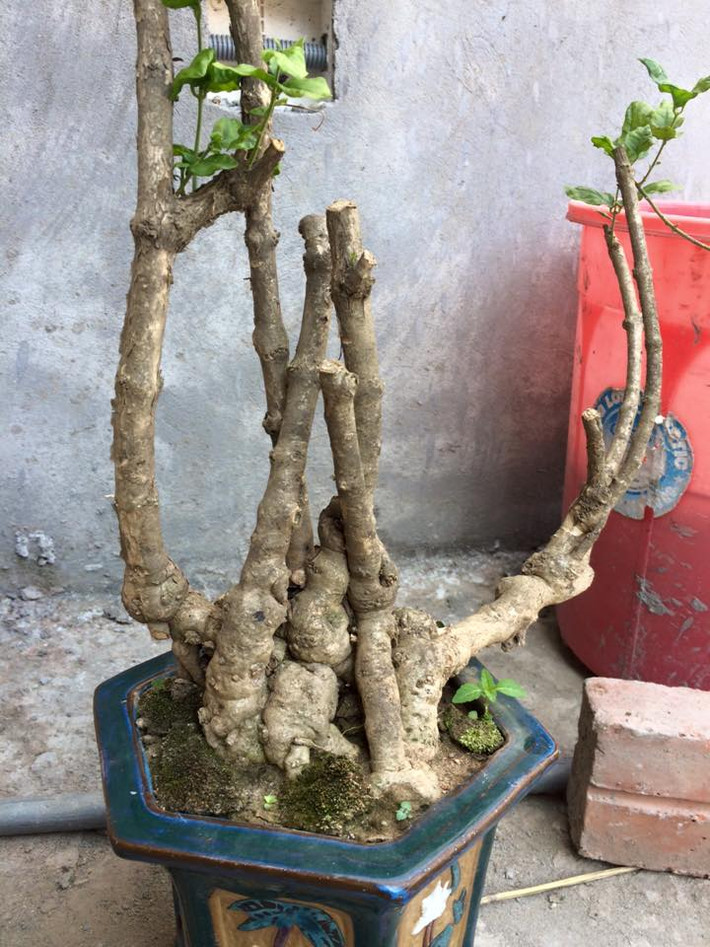 Không tuân theo bất cứ một phong cách truyền thống nào cũng là nét đặc biệt trong nghệ thuật bonsai. Ảnh: FB Khai Nguyen.