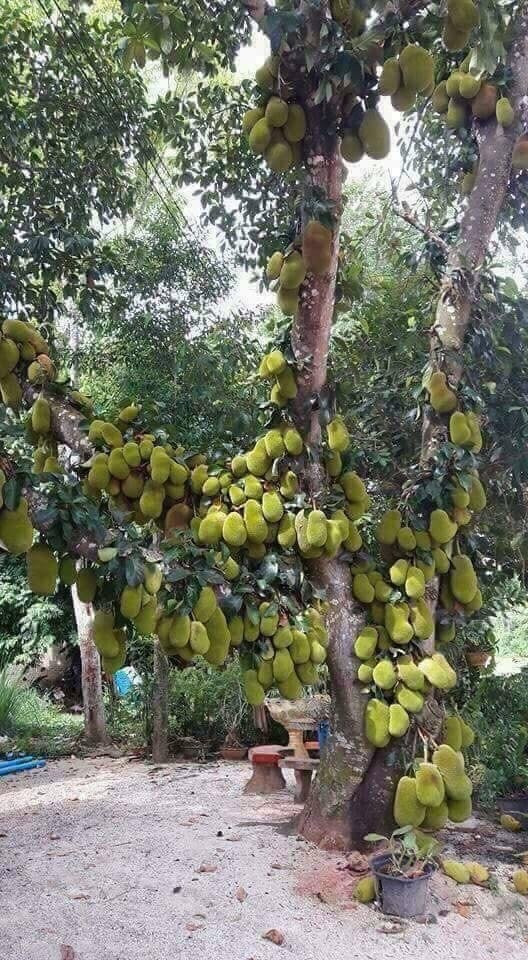 Cây mít chi chít quả khiến dân mạng phát sốt. Ảnh: FB Ngô Thị Trang Nhung.