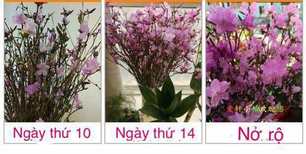 Hoa rất bền, có thể chơi khoảng hơn một tháng. Ảnh: FB Cường Sarang.