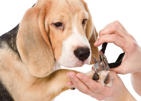 Ngoài thức ăn, những chú chó còn được đưa đi làm đẹp sang chảnh như người như cắt móng chân, tắm và massage ở quán....Ảnh: Thuypetpro.