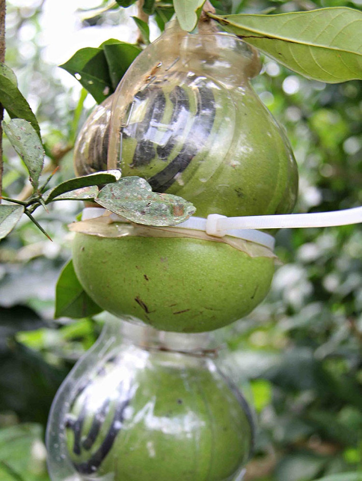 Dự kiến đào tiên hồ lô bán ra thị trường năm nay từ 300.00 0 - 600.000 đồng/trái. Ảnh: Dân Việt.