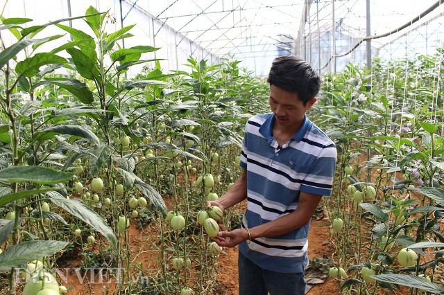 Không trồng những loại to lớn như ông Phan, anh Nguyễn Định lại trồng những quả dưa hấu pepino để du khách chiêm ngưỡng. Du khách có thể mua và ăn tại vườn với giá 70 nghìn đồng/kg.