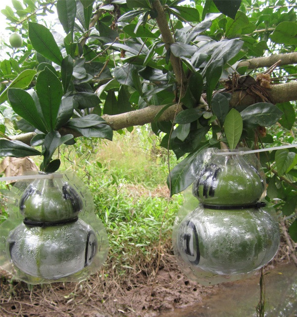 Bình thường, đào tiên có giá trị thấp vì chỉ dùng làm thuốc hoặc cây cảnh. Ảnh: Sieuthiviet.