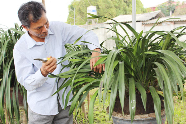 Gia đình ông Phan Bá Hồng (thôn Quyết Tiến, xã Chấn Hưng, huyện Vĩnh Tường, Vĩnh Phúc) sở hữu hơn 4ha trồng địa lan. Lan trong vườn của ông Hồng chủ yếu là địa lan rừng. Ảnh: Dân Việt.